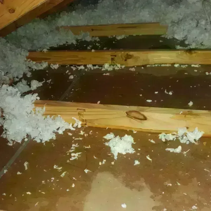 Attic Water Damage in Greenwood, IN