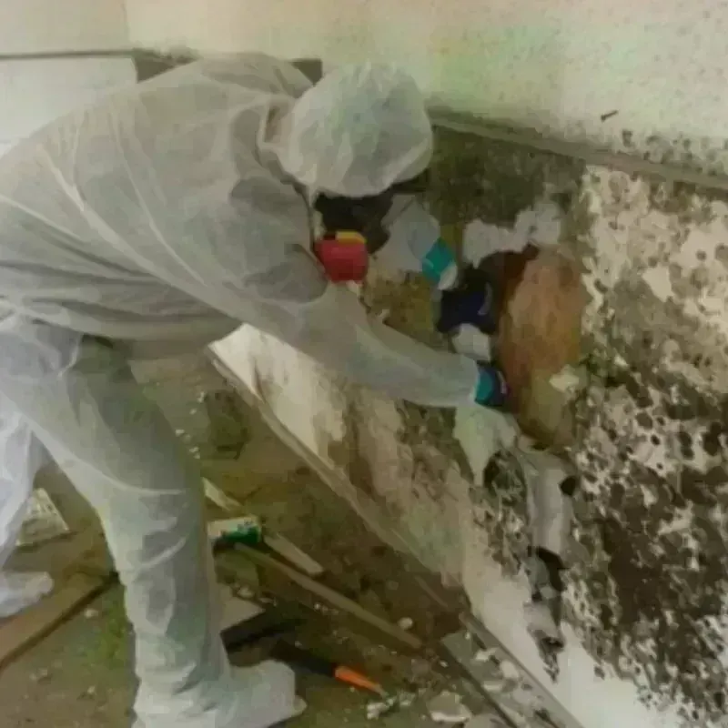 Mold Remediation and Removal in Greenwood, IN